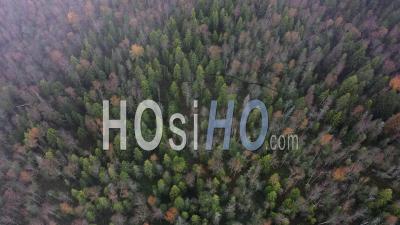 Aerial View Of Autumn Forest In A Foggy Cloudy Day. - Video Drone Footage