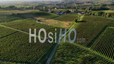 Hand-Picking In The Bordeaux Vineyards At Fronsac, Near Saint-Emilion - Video Drone Footage