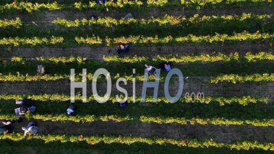 Vendanges Manuelles Dans Les Vignobles Bordelais à Fronsac, Près De Saint-Emilion - Vidéo Par Drone