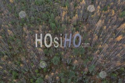 Aerial View Of Autumn Forest With Pine And Birch Trees As Natural Background. Shot From Drone.