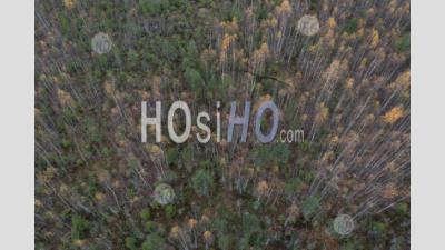 Aerial View Of Autumn Forest With Pine And Birch Trees As Natural Background. Shot From Drone.