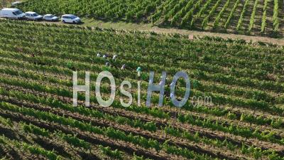 Vendanges Dans Le Vignoble D'alsace - Vidéo Par Drone