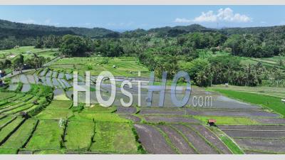 Abang Rice Terraces, Near Lempuyang Temple, With Agung Volcano, Bali, Indonesia - Video Drone Footage