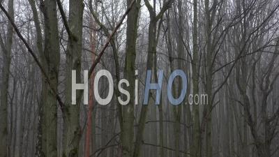 Vol De Haut En Bas Le Long Du Tronc D'arbre Dans La Forêt Brumeuse D'automne. - Vidéo Par Drone