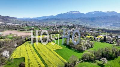 Rapeseed Fields And Flowering Trees Near The Town Of Voiron In France - Video Drone Footage