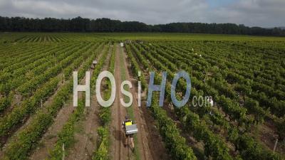 Workers Harvesting Vineyard, Video Drone Footage