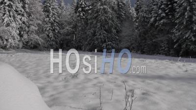 Fir Trees In The Snow In A Mountain Forest Near The Ski Resort Of Chamrousse, Isere, France - Video Drone Footage
