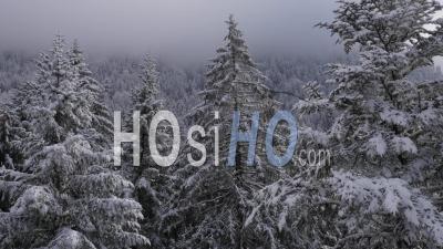 Fir Trees In The Snow In A Mountain Forest Near The Ski Resort Of Chamrousse, Isere, France - Video Drone Footage